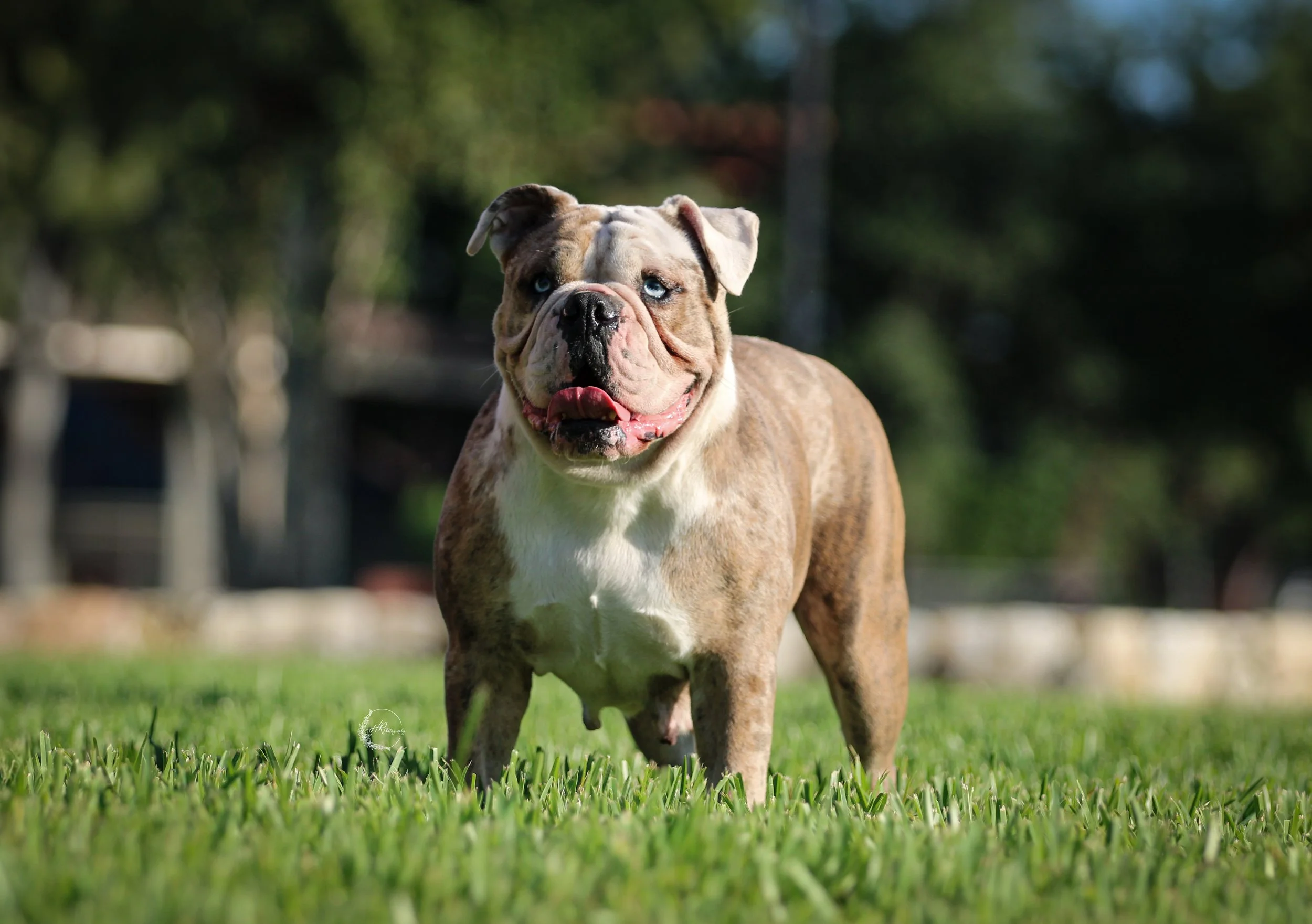 Legacy Farms Bulldogs | Explore Your Bulldogge